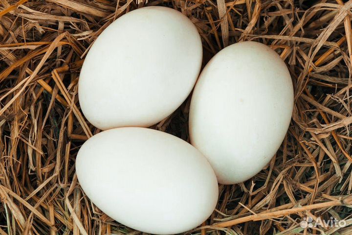 Гусиное инкубационное яйцо
