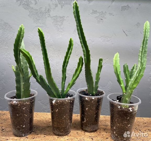 Стапелия, Алоэ пестрое