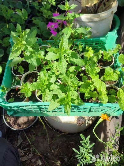 Мята сортовая