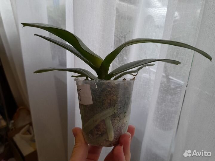 Орхидея фаленопсис Леко фантастик