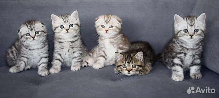 Шотландские вислоухие котята