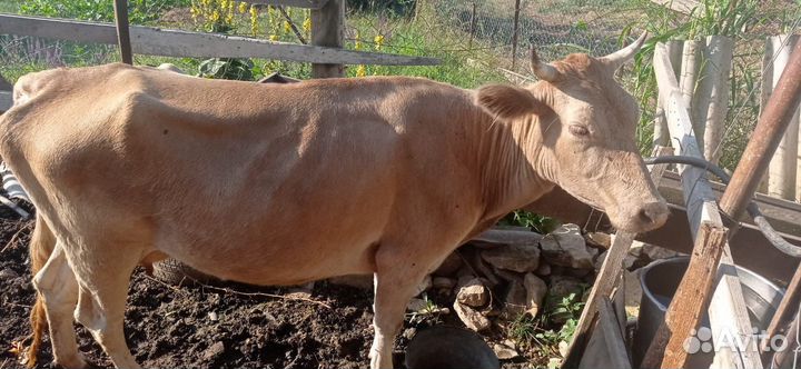 Коровы и телки