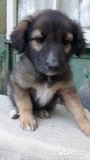 Продам щенка