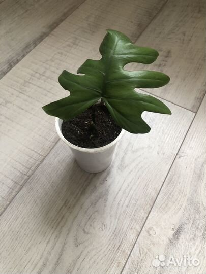 Филодендрон Радиатум (лучистый)