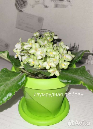 Детки сортовой фиалки