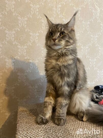 Кошки в добрые руки