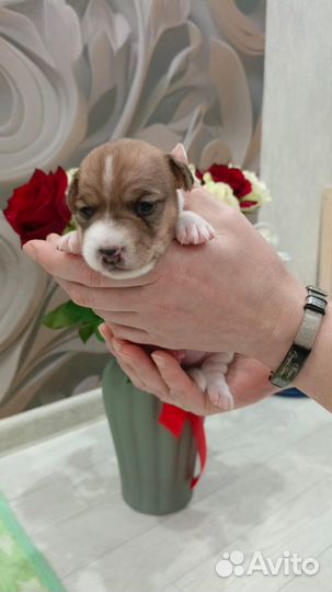 Джек рассел щенки