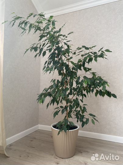 Фикус бенджамина