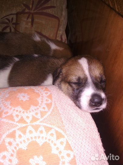 Бесплатно в добрые руки