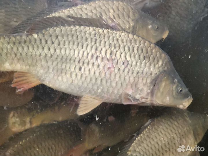 Живая рыба карп
