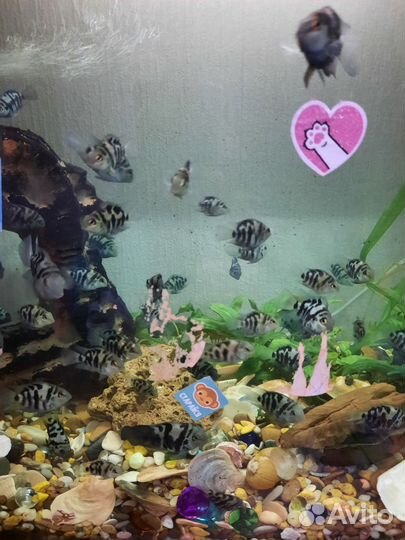 Рыбки в аквариум сапфировый попугай, попугай панда