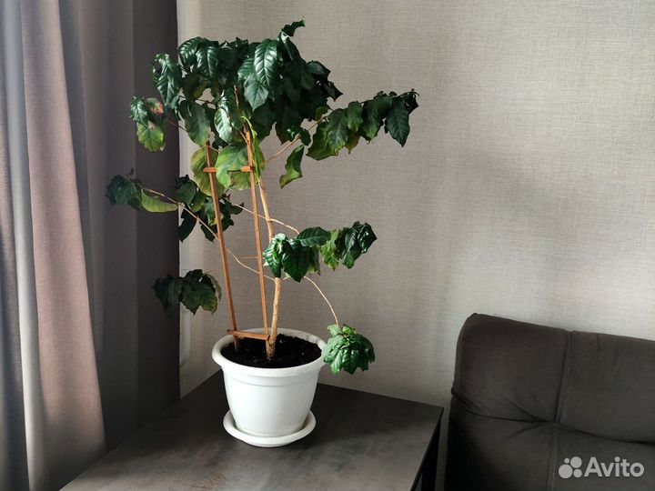 Кофейное дерево плодоносящее