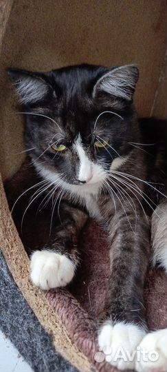 Кот в заботливые руки