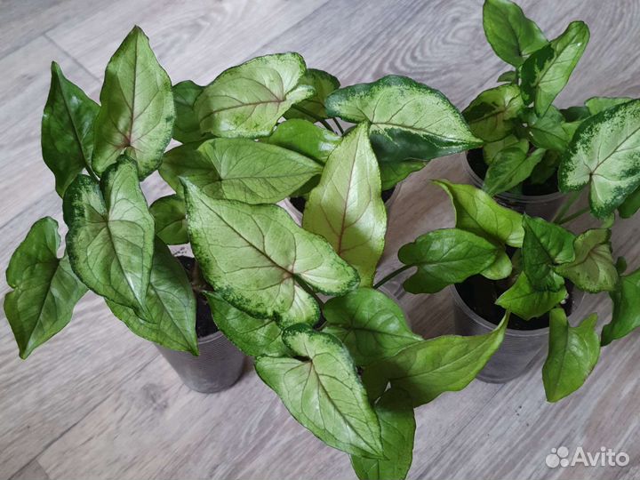 Сингониум сортовой орм мани