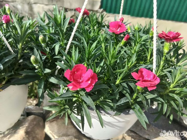 Гвоздика ампельная многолетняя