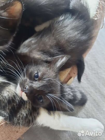 Кошки в добрые руки бесплатно