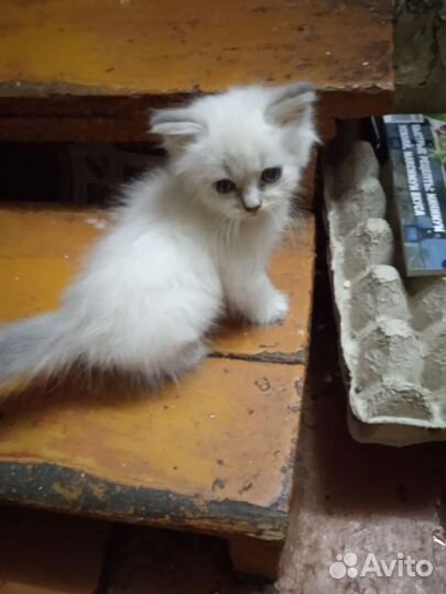 Кошка британка