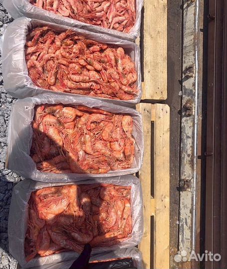 Креветка Северная