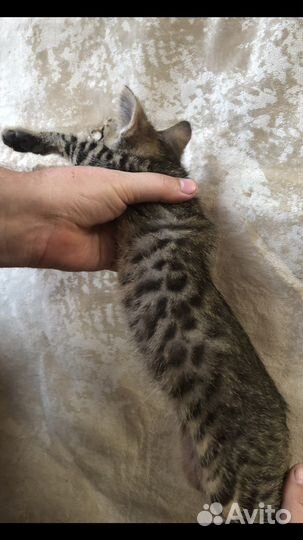 Бенгальские котята