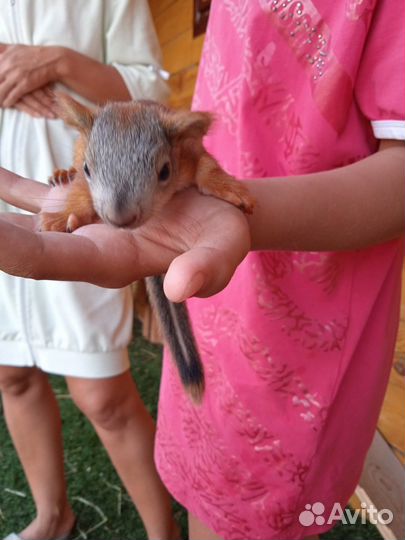 Белка домашняя