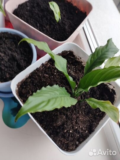 Цветы домашние в горшках