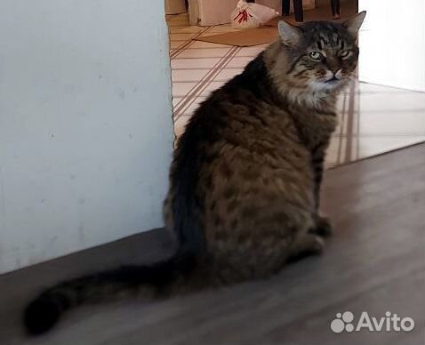 Пушок, обаятельный кот в добрые руки