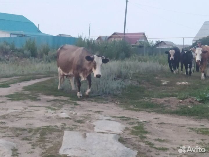 Коровы и быки