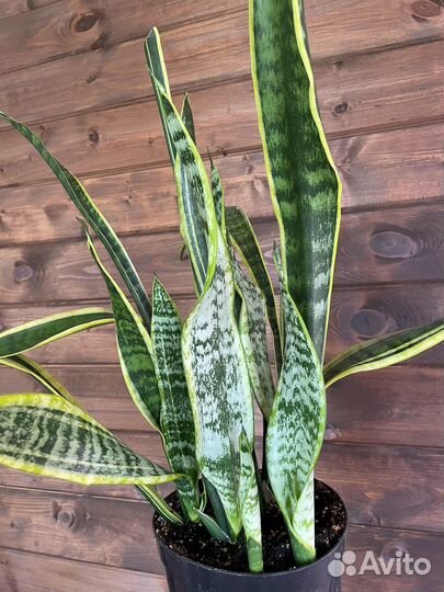 Сансевиерия