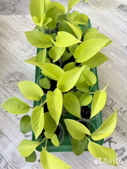 Эпипремнумы / сциндапсусы