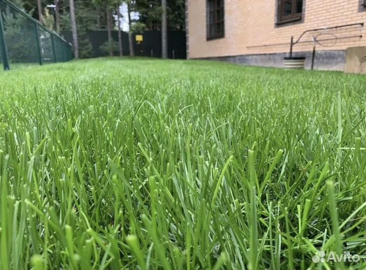 Газонная трава