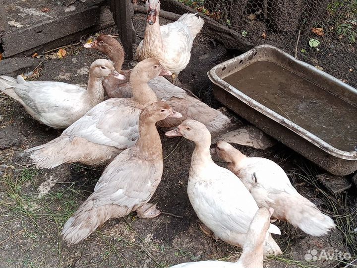 Индоутки, гусь