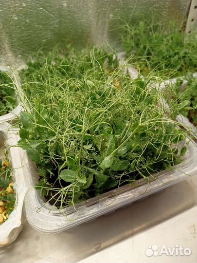 Микрозелень горох
