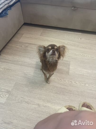 Чихуахуа Дана