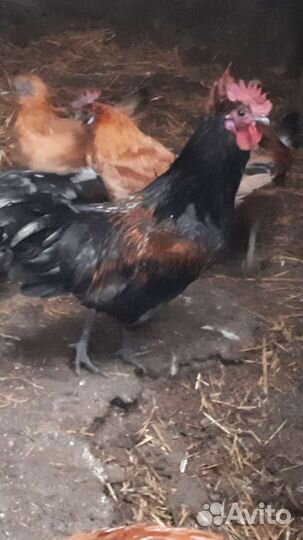 Петухи породистые