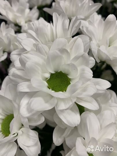 Хризантема букет, цветы