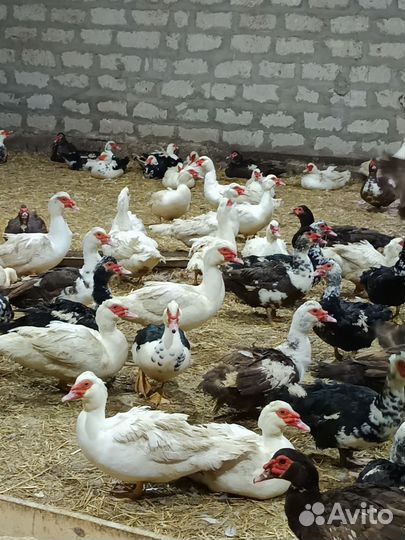 Мускусные утки (индоутка)