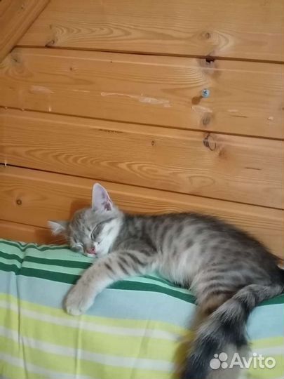 Маленький котик в добрые руки