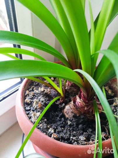 Валлота (амариллис)