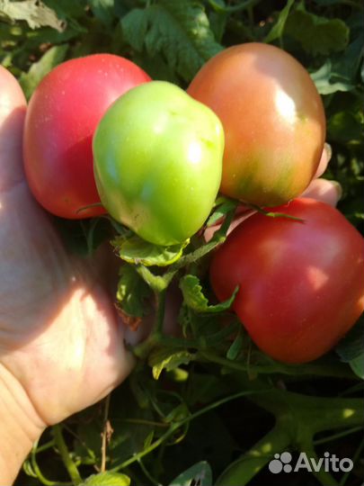 Семена низкорослых томатов