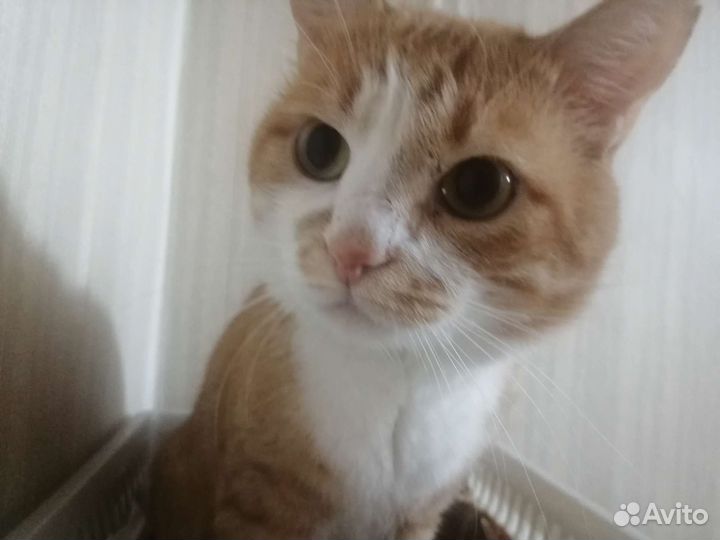 Отдам кота в добрые руки