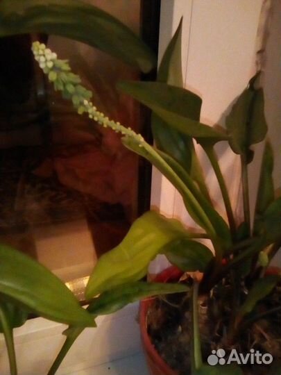 Дримиопсис, много цветов