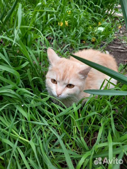 Рыжее счастье