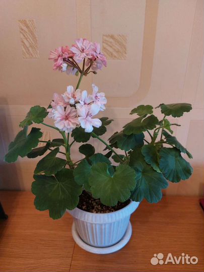 Герани сортовые