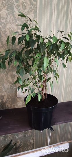 Фикус бенжамина Регидан