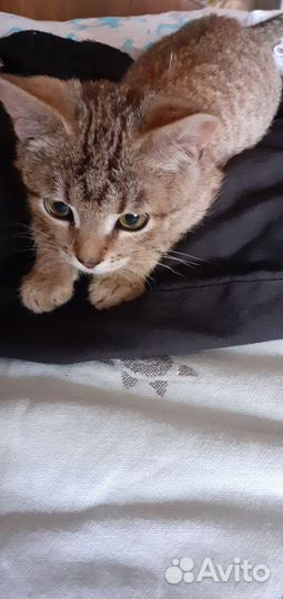 Котик котенок