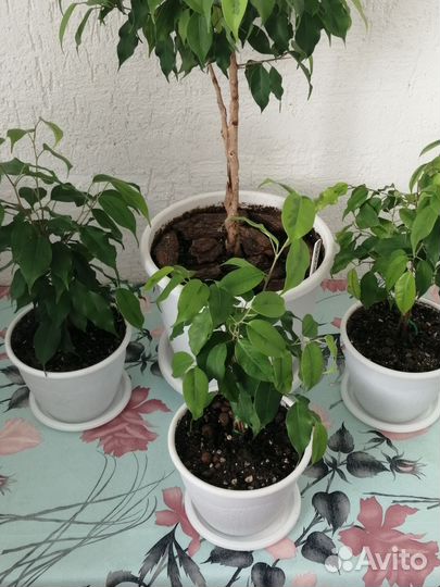 Фикус Бенджамина