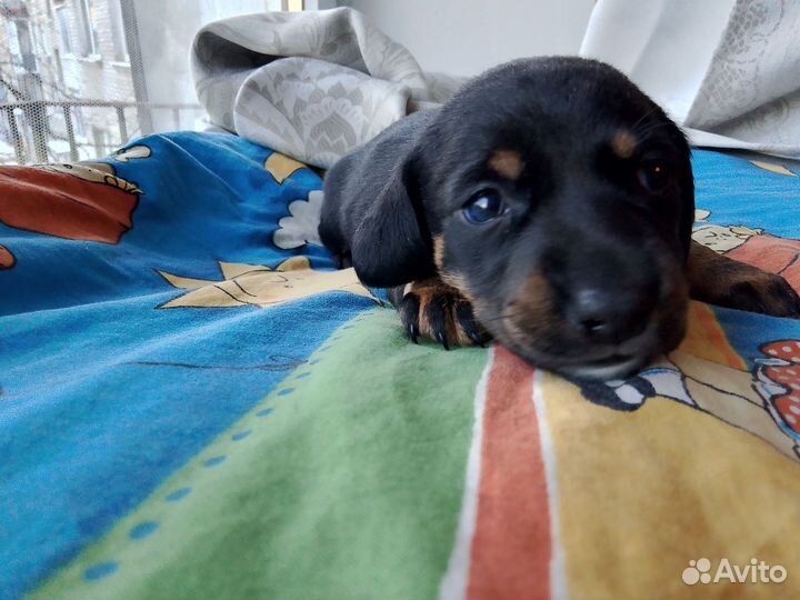 Щенки миниатюрной таксы