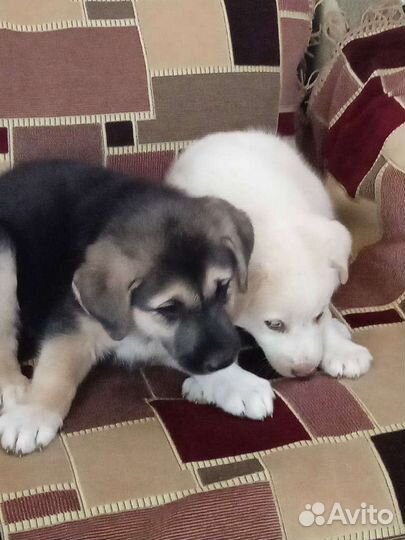 Собака в добрые руки отдам бесплатно