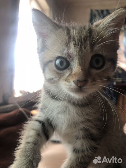 Котята бесплатно