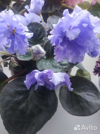Фиалки сортовые